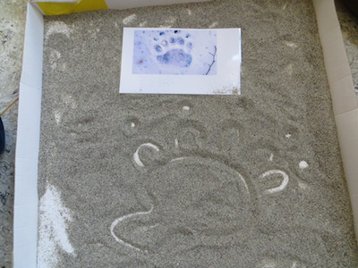 A coppie gli alunni ricercano le immagini con le tracce, ne scelgono una e la riproducono su uno strato di farina e/o sulla sabbia.


