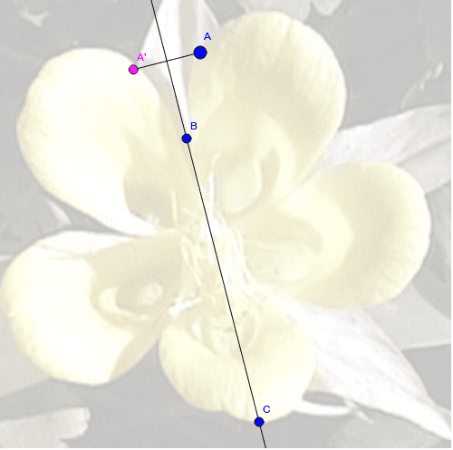 Use point A to trace the outside edges of the flower.  What do you notice about the paths of points A and A'? Press Enter to start activity