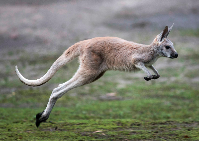 Ein Känguru springt hoch und weit. Zeichne die Sprungbahn des Kängurus in das Koordinatensystem.