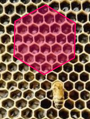 Los panales de abejas tiene forma de un hexágono regular 