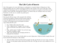 The Life Cycle of Insects.pdf